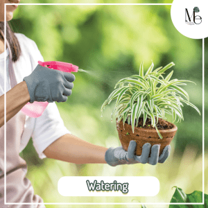 3 Essential Tips to Ensure Your Plants Thrive and Flourish Through Winter! 3 การรดน้ำ (Watering)