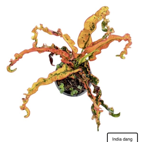 Croton India Dang