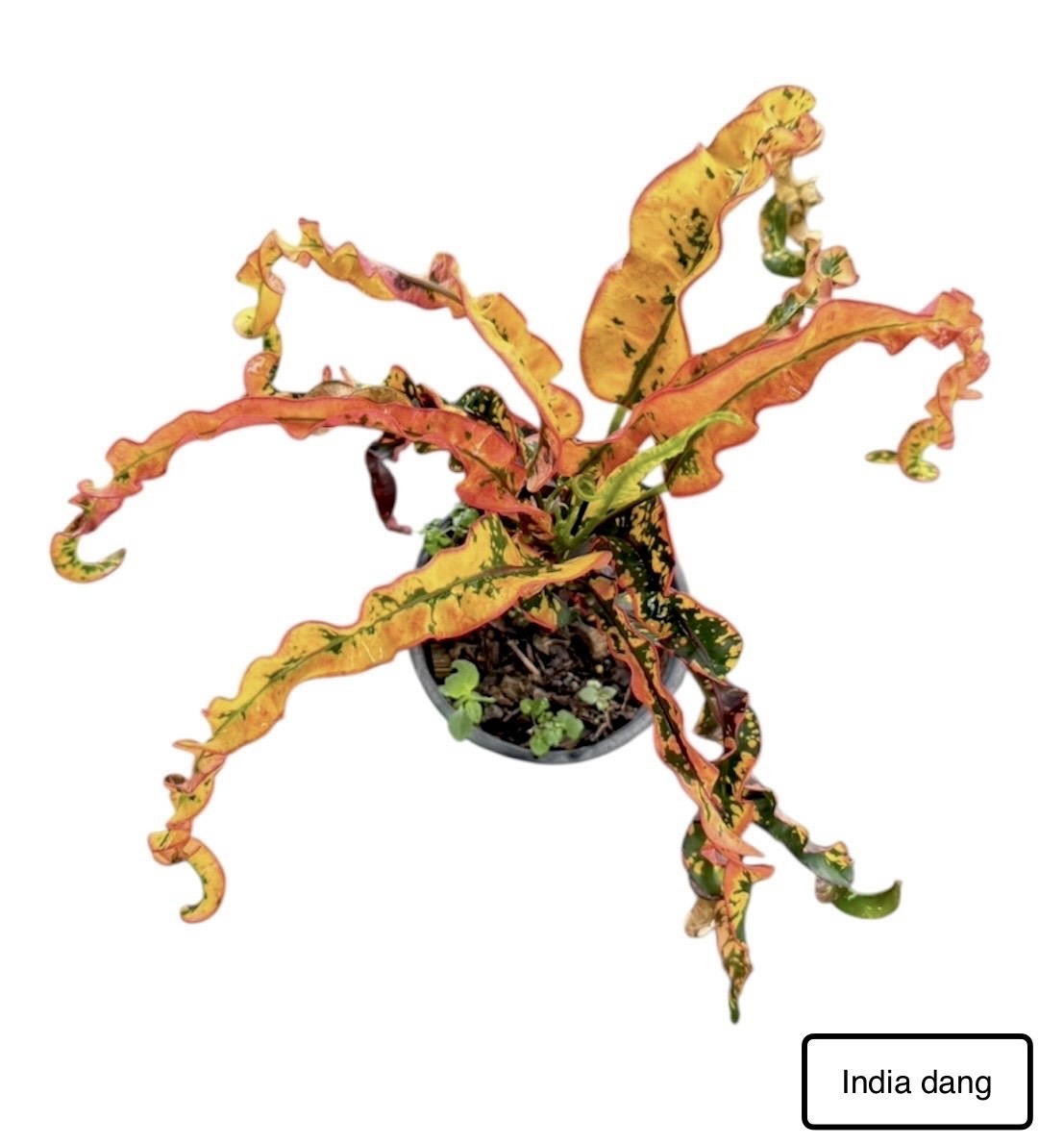 Croton India Dang 2 mIXIW2lctm47M6a7h3JO7Be4kshY A8oZlIf3Ppfj92w4wVofLBA40jgZiBGYM2tzZS7MUXD1Vz6IscqjRncettcAxG5iTdKCZsh GipnvQXglVWCuEVFJxB ETVp3HIOObrIXWDvj3wvVZWXR7TOg 1