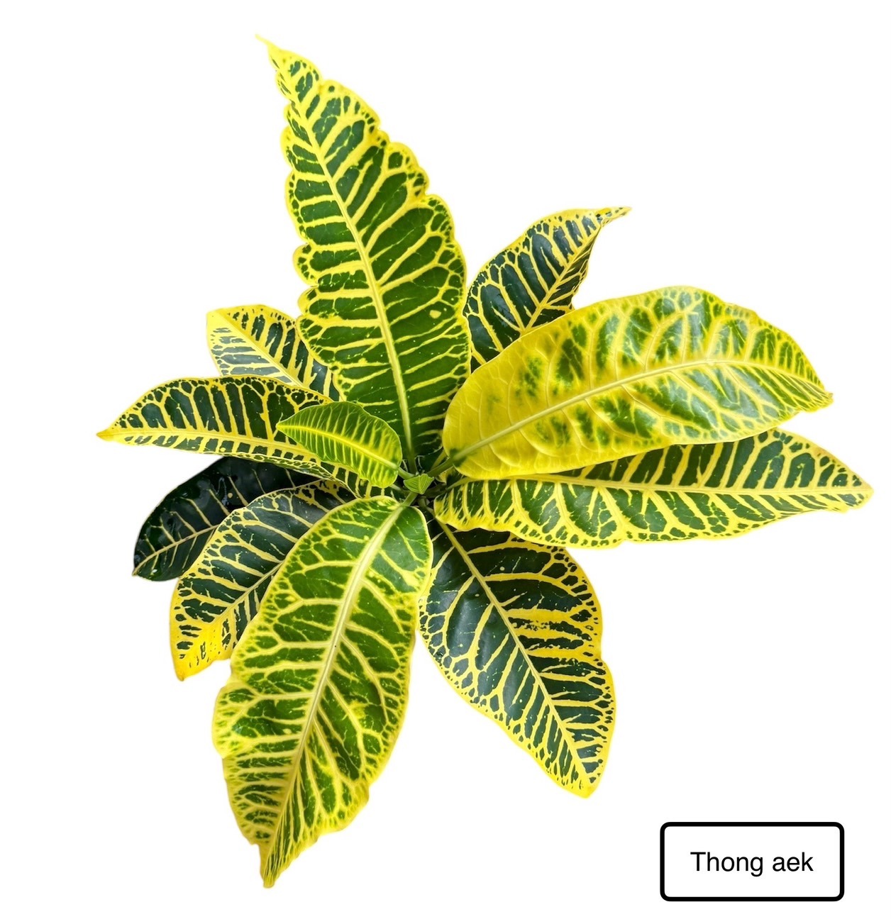 Croton Thong Aek 1 nN1RzCxn0 fL2wqmZY5FFafXOCmIQ3cbo6I23K6miWgM251 K UkgNKGg dg8JDsXPewvnfpZsfn0J0xzLfdLbzgatCj9ciGOaosJKlN bj3W3RgEUFZ8AhM 4HlrqiMPGAWgRoNfwFFSQkqTkXAuA 1