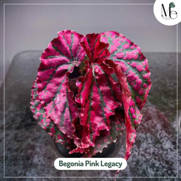 Begonia Pink Legacy