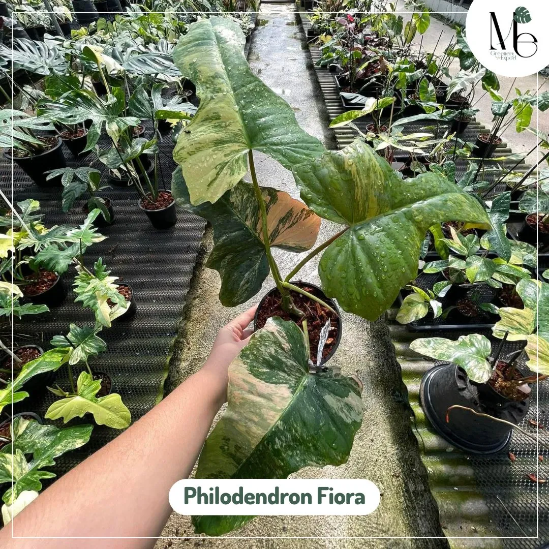 Philodendron Fiora