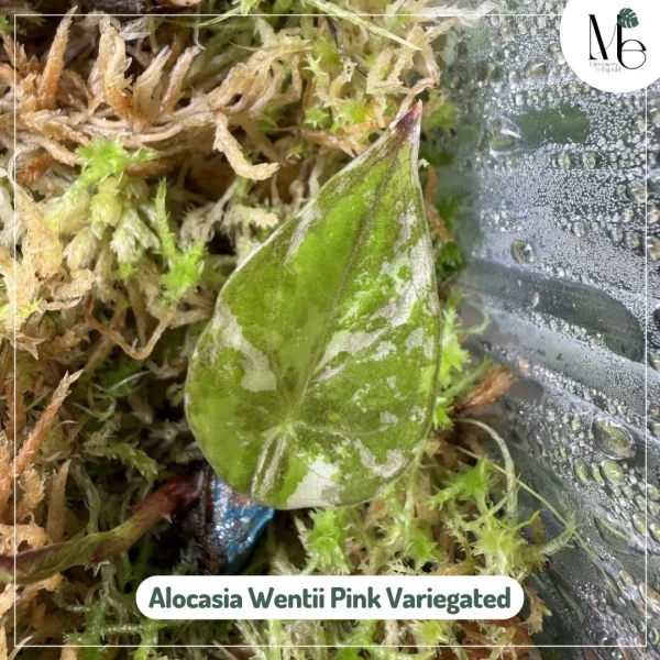 XS130 Alocasia Wentii Pink Variegated アロカシア ウェンティ ピンク