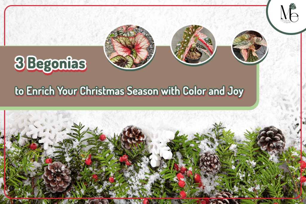 3 Begonias to Enrich Your Christmas Season with Color and Joy