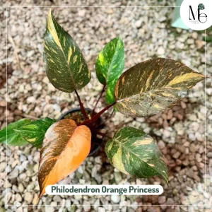Philodendron Orange Princess