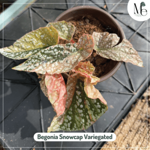 Begonia Snowcap Variegated