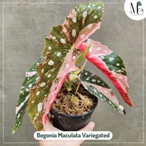 Begonia Maculata Variegated