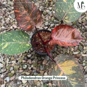 Philodendron Orange Princess