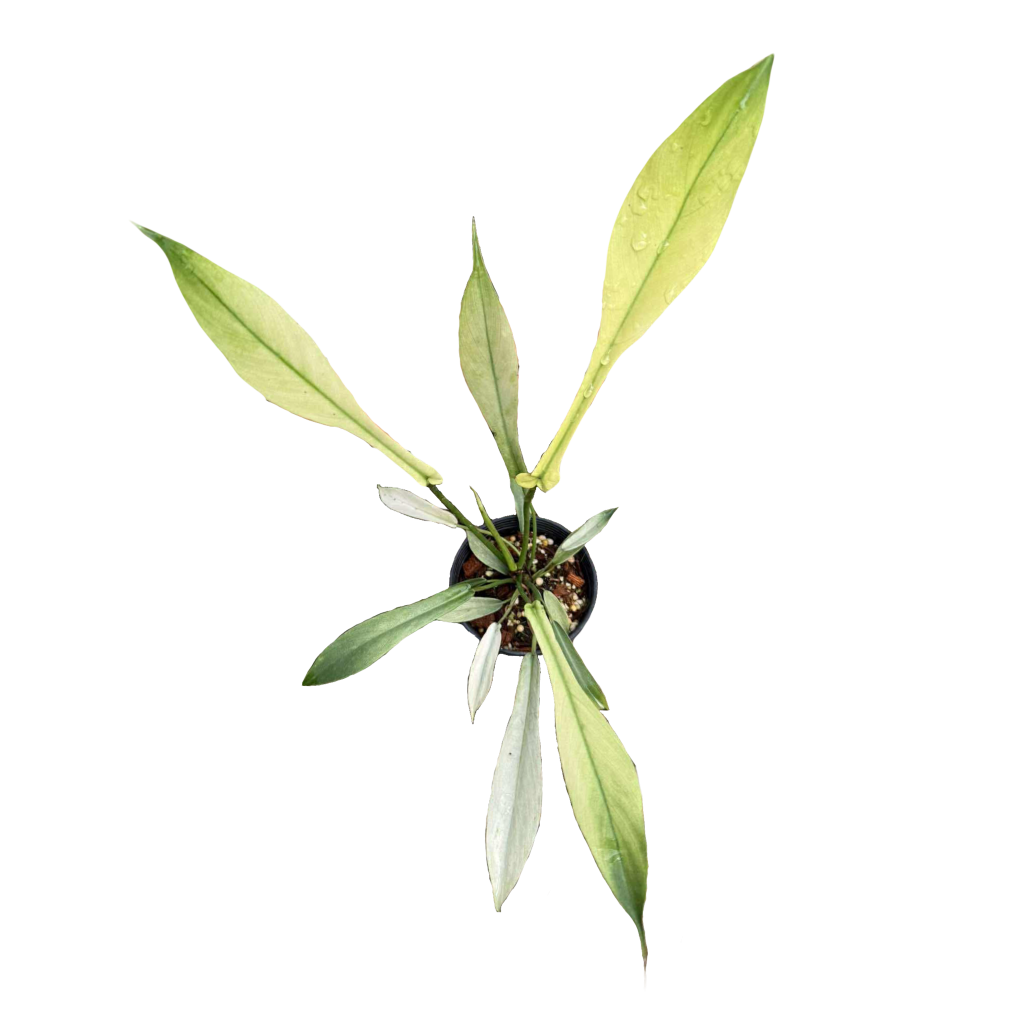Philodendron Joepii Full Mint