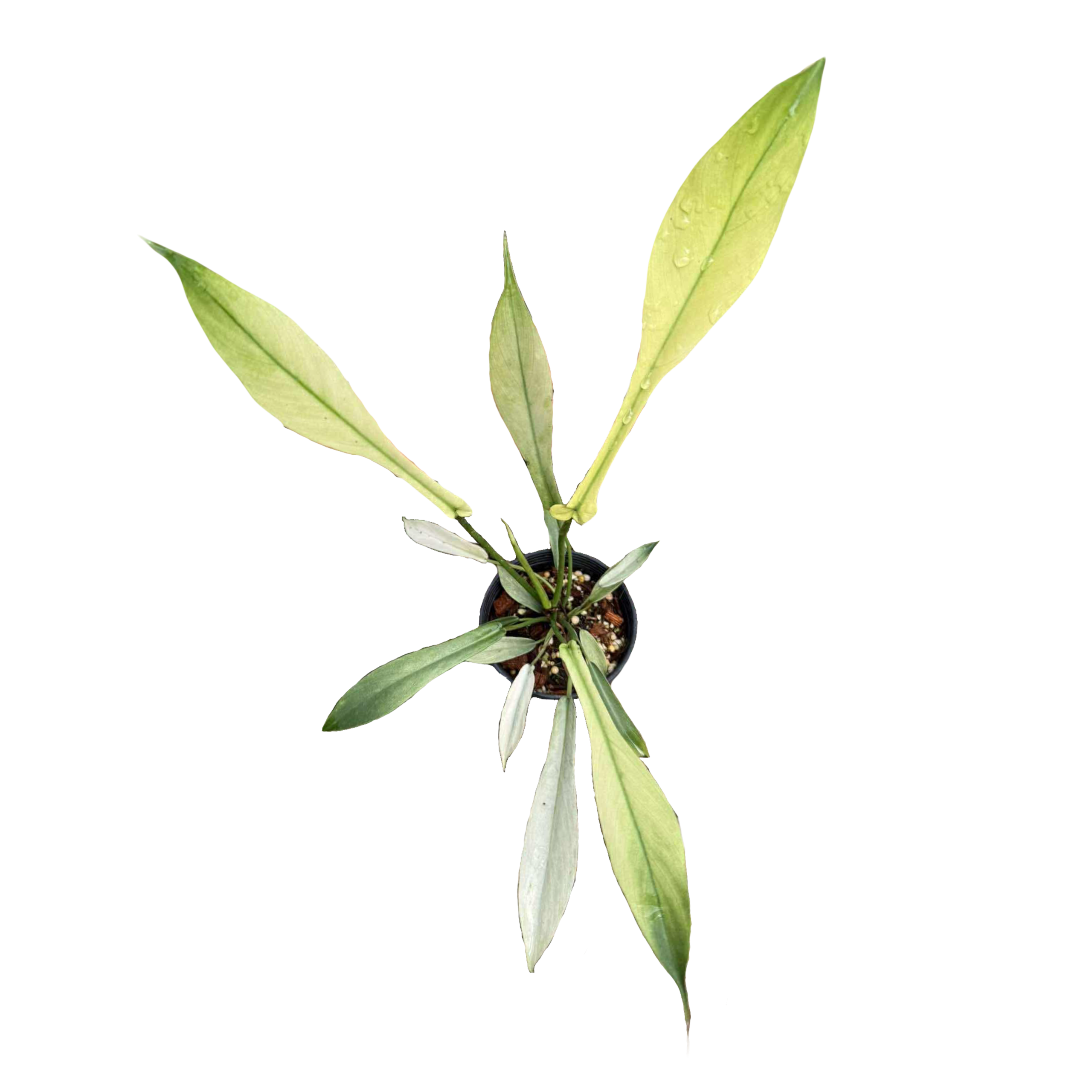 Philodendron Joepii Full Mint