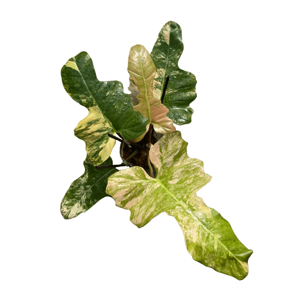 Philodendron Fiora