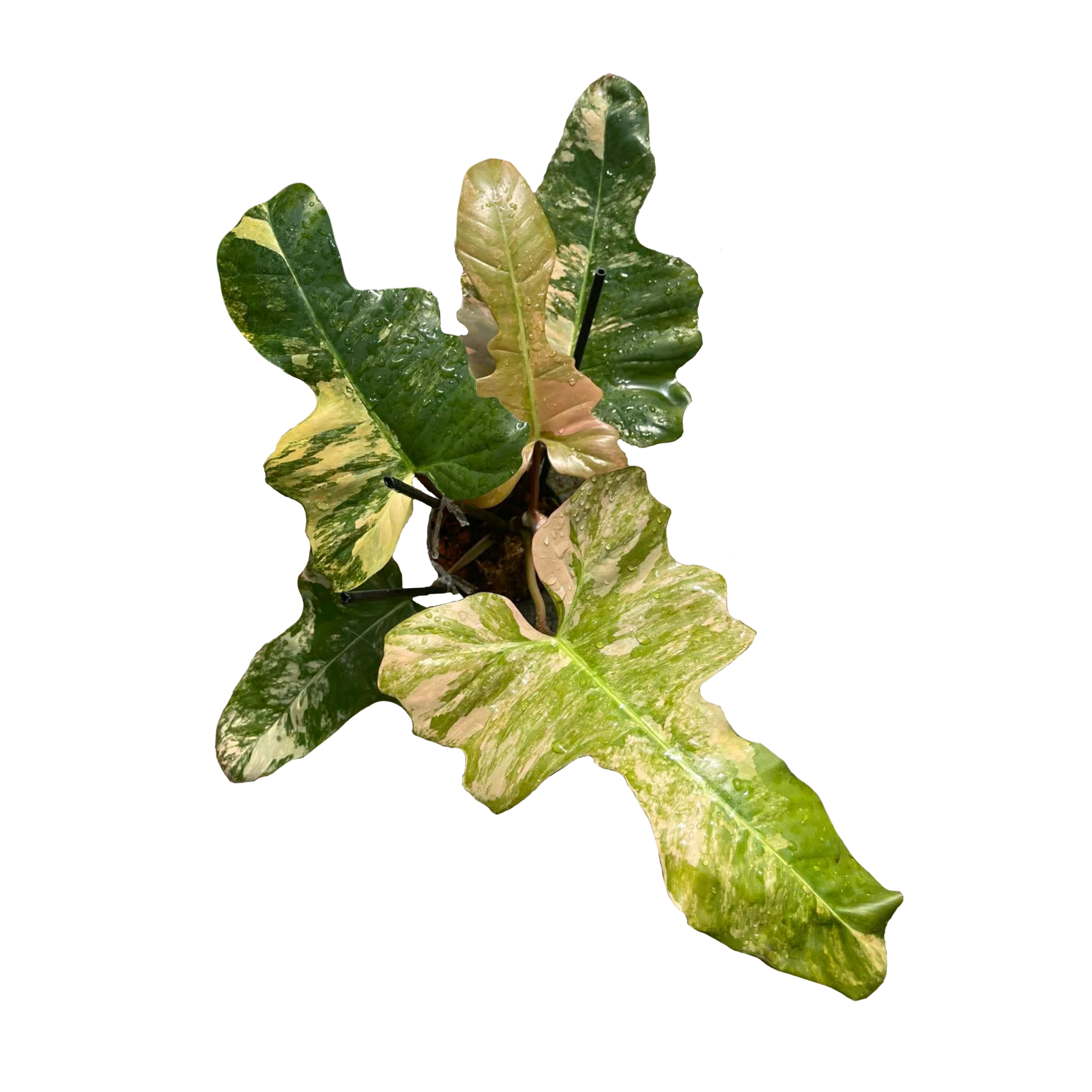 Philodendron Fiora