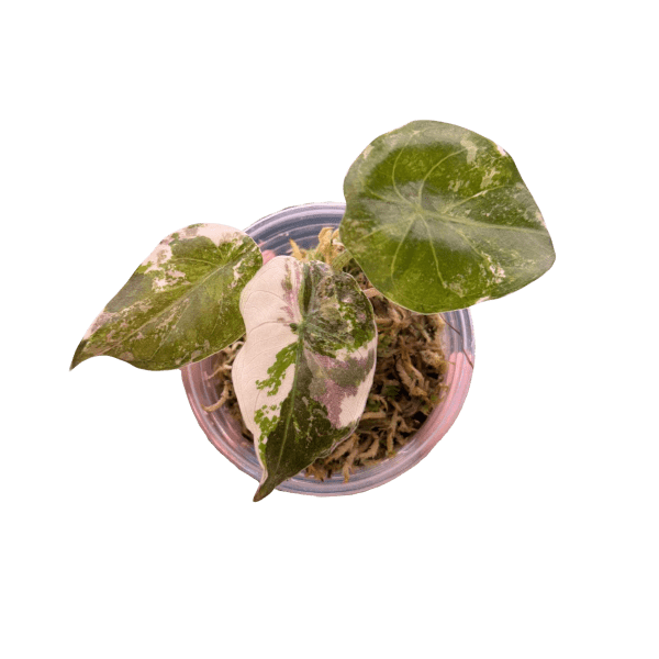 Alocasia Wentii Pink Variegated