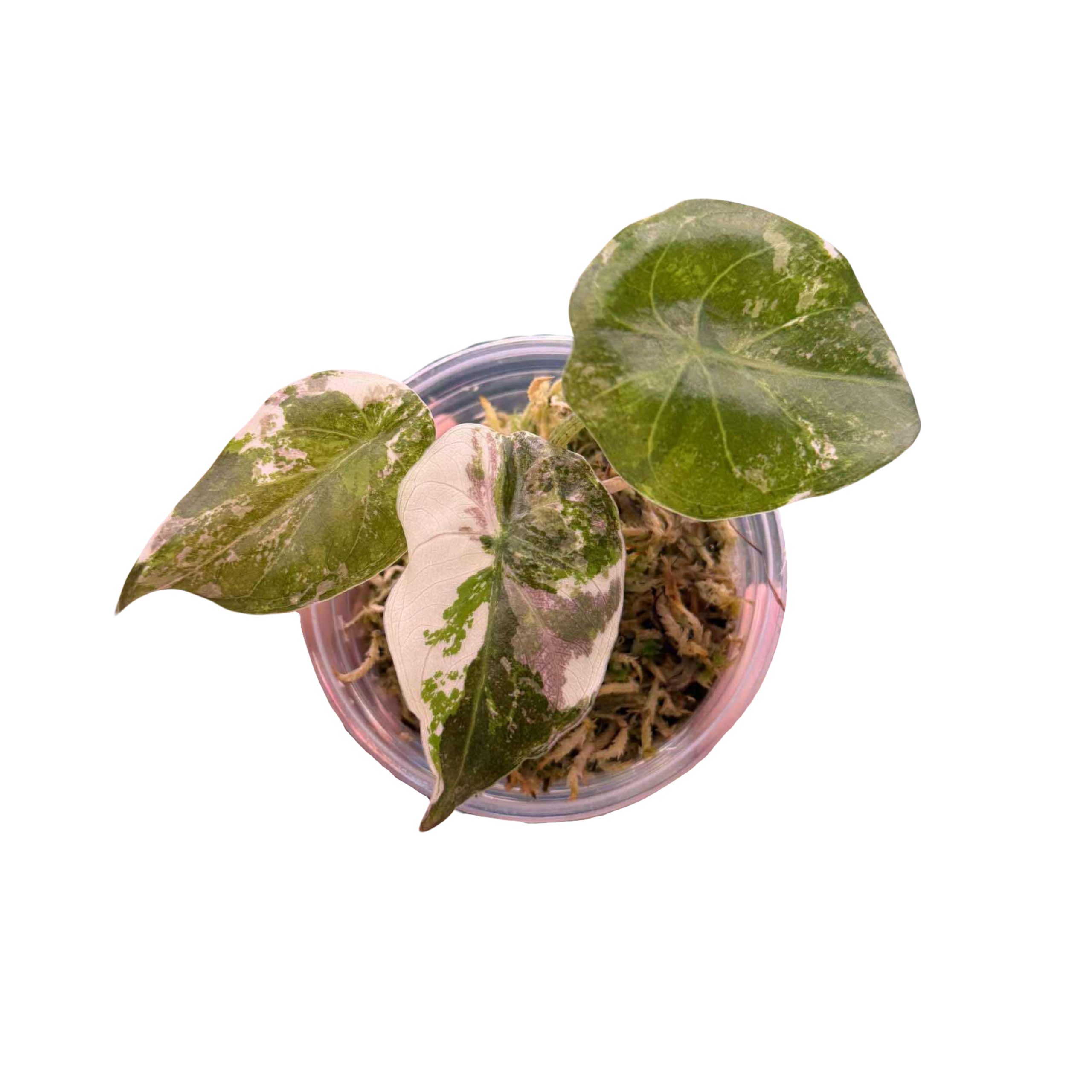 Alocasia Wentii Pink Variegated