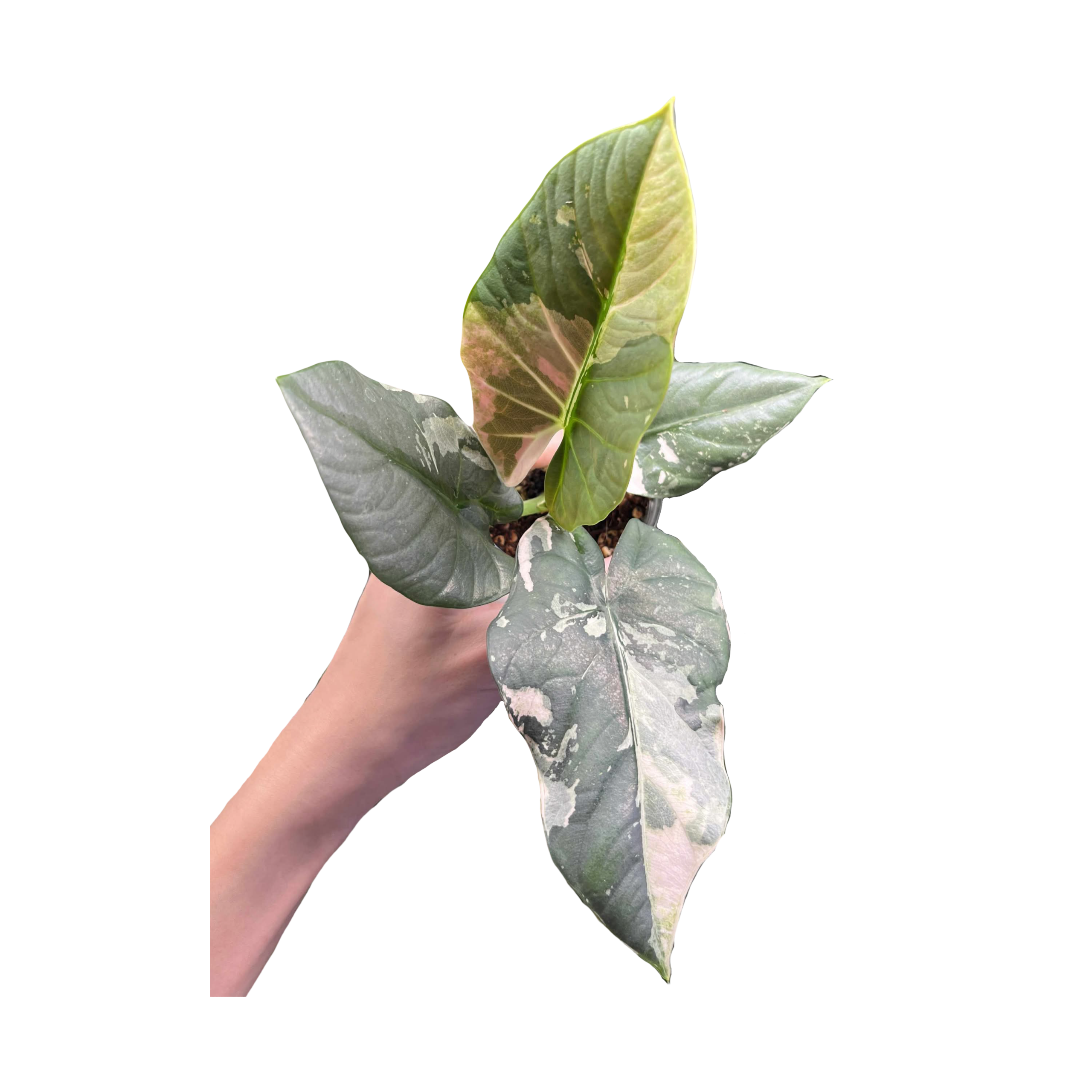 Alocasia Reginae Pink Variegated