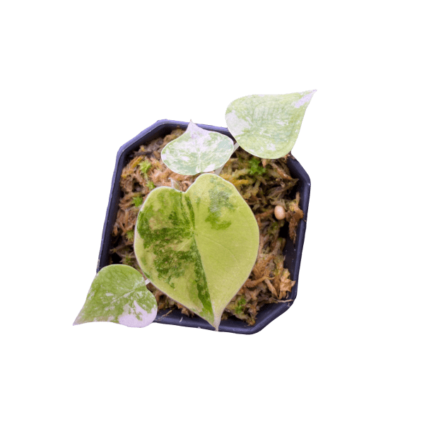 Alocasia Golden Bone Aurea