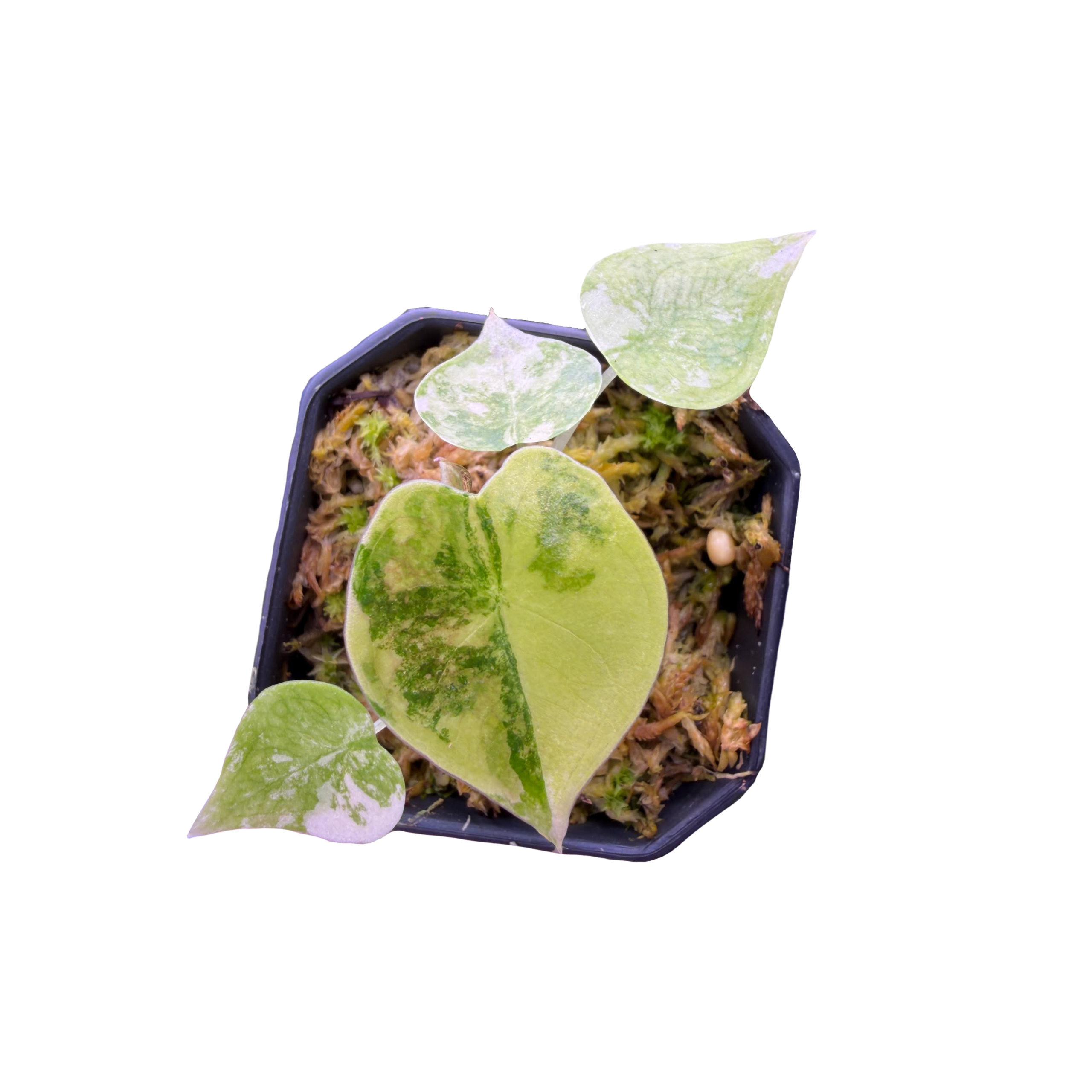 Alocasia Golden Bone Aurea