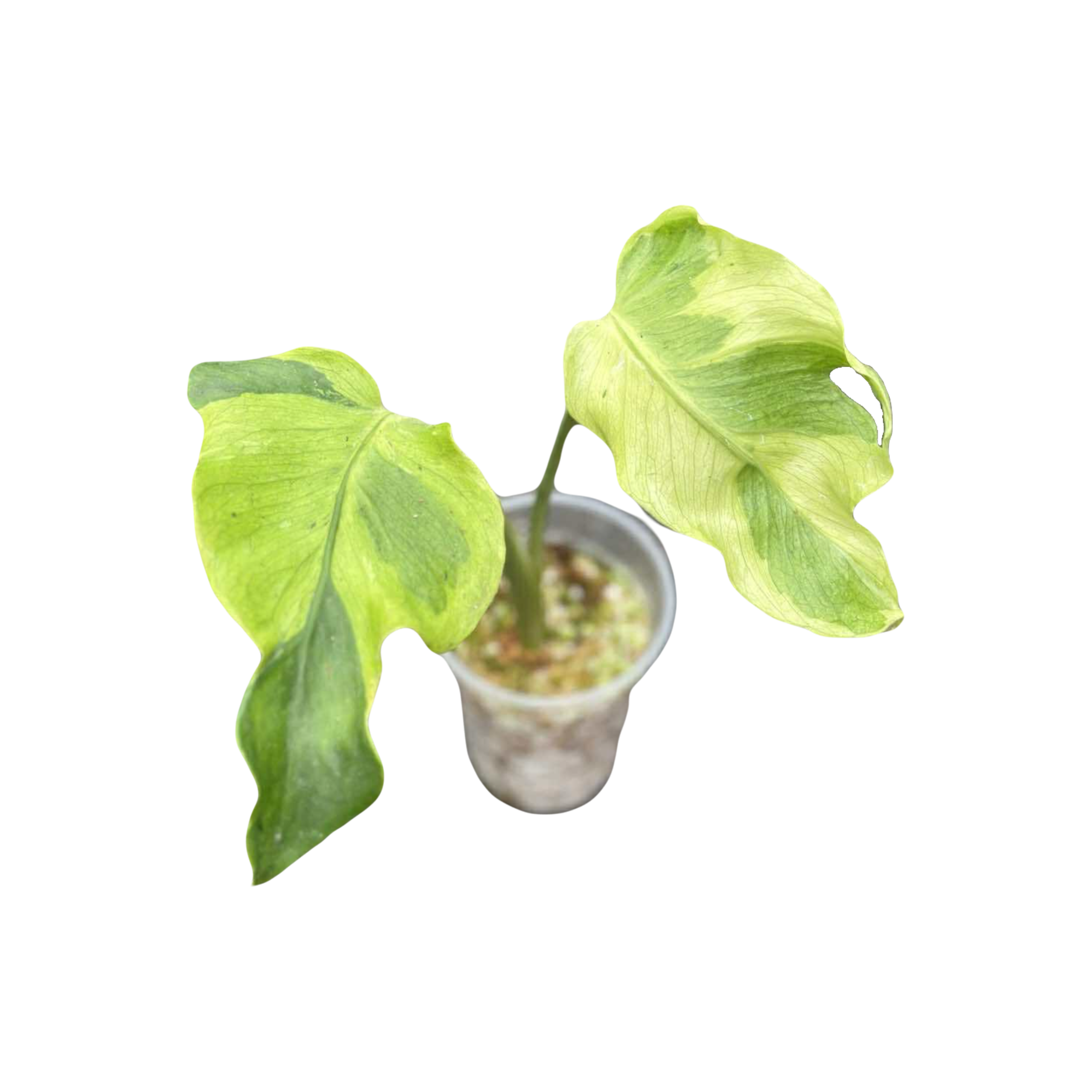 Monstera Flamacito