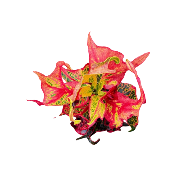 Croton Phoenix Gon