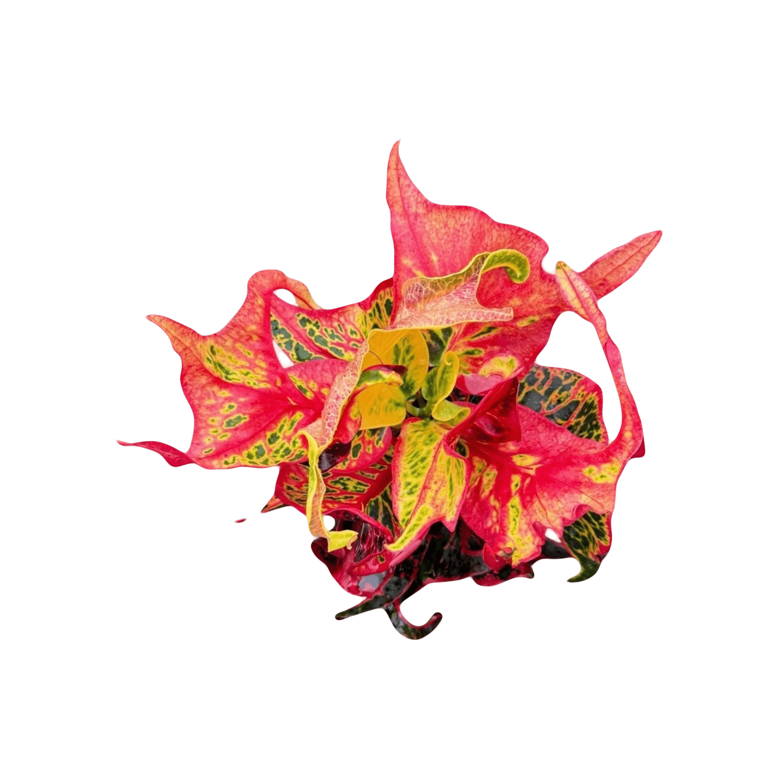 Croton Phoenix Gon 1 MagicEraser 5681223 132109 scaled