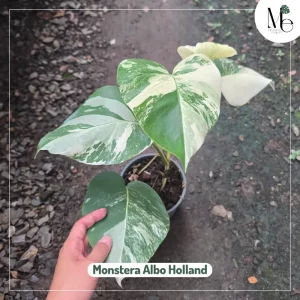 Monstera Albo Holland