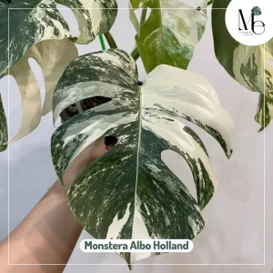 Monstera Albo or Thai Constellation: Which Is Right for Your Collection?