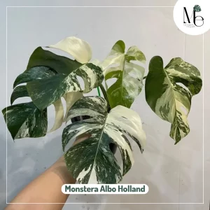 Monstera Albo or Thai Constellation: Which Is Right for Your Collection? 3 Monstera Albo Holland