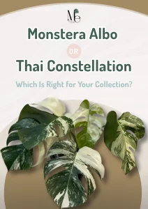Monstera Albo or Thai Constellation: Which Is Right for Your Collection? 1 Monstera Albo or Thai Constellation Which Is Right for Your Collection