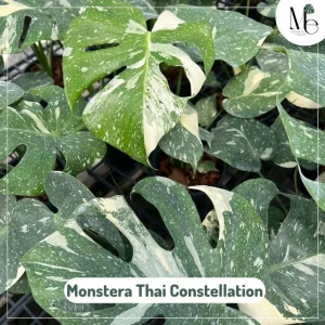 Monstera Albo or Thai Constellation: Which Is Right for Your Collection? 6 Monstera Thai Constellation