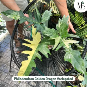 Philodendron Golden Dragon Variegated