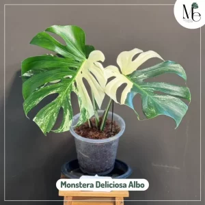 Monstera Albo or Thai Constellation: Which Is Right for Your Collection? 2 Monstera Deliciosa Albo
