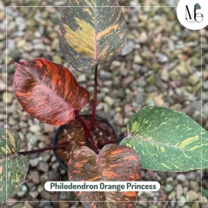Philodendron Orange Princess