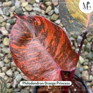 Philodendron Orange Princess