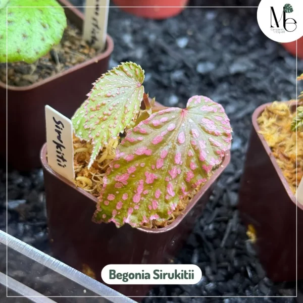 Begonia sirukitii