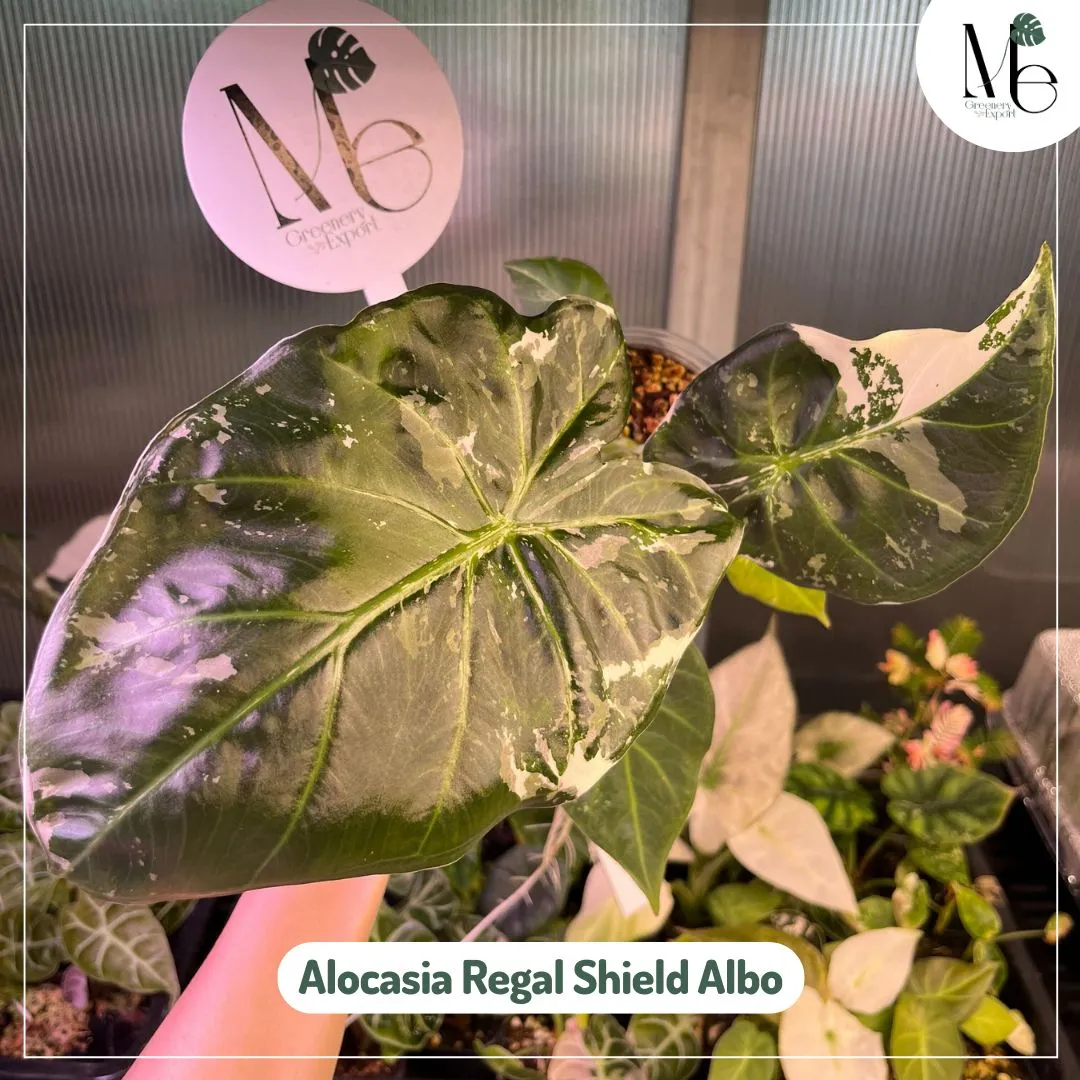 希少　Alocasia regal shield Albo コーム 275_11zon.webp