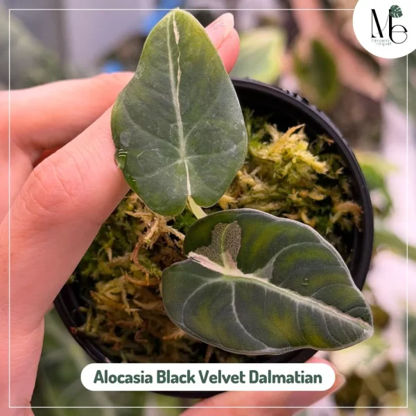 Alocasia Black Velvet Dalmatian