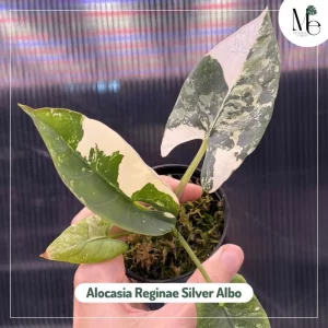 Two Faces of Alocasia Reginae 3 Alocasia Reginae Silver Albo