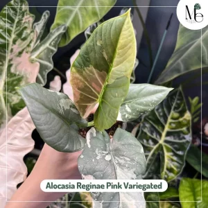 Two Faces of Alocasia Reginae 2 Alocasia Reginae Pink Variegated