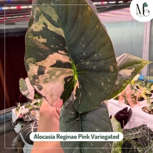 Two Faces of Alocasia Reginae 4 Alocasia Reginae Pink Variegated