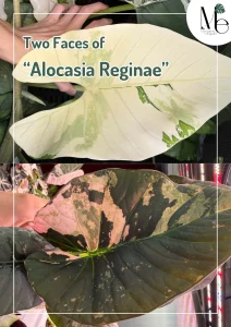 Two Faces of Alocasia Reginae 1 Two Faces of Alocasia Reginae