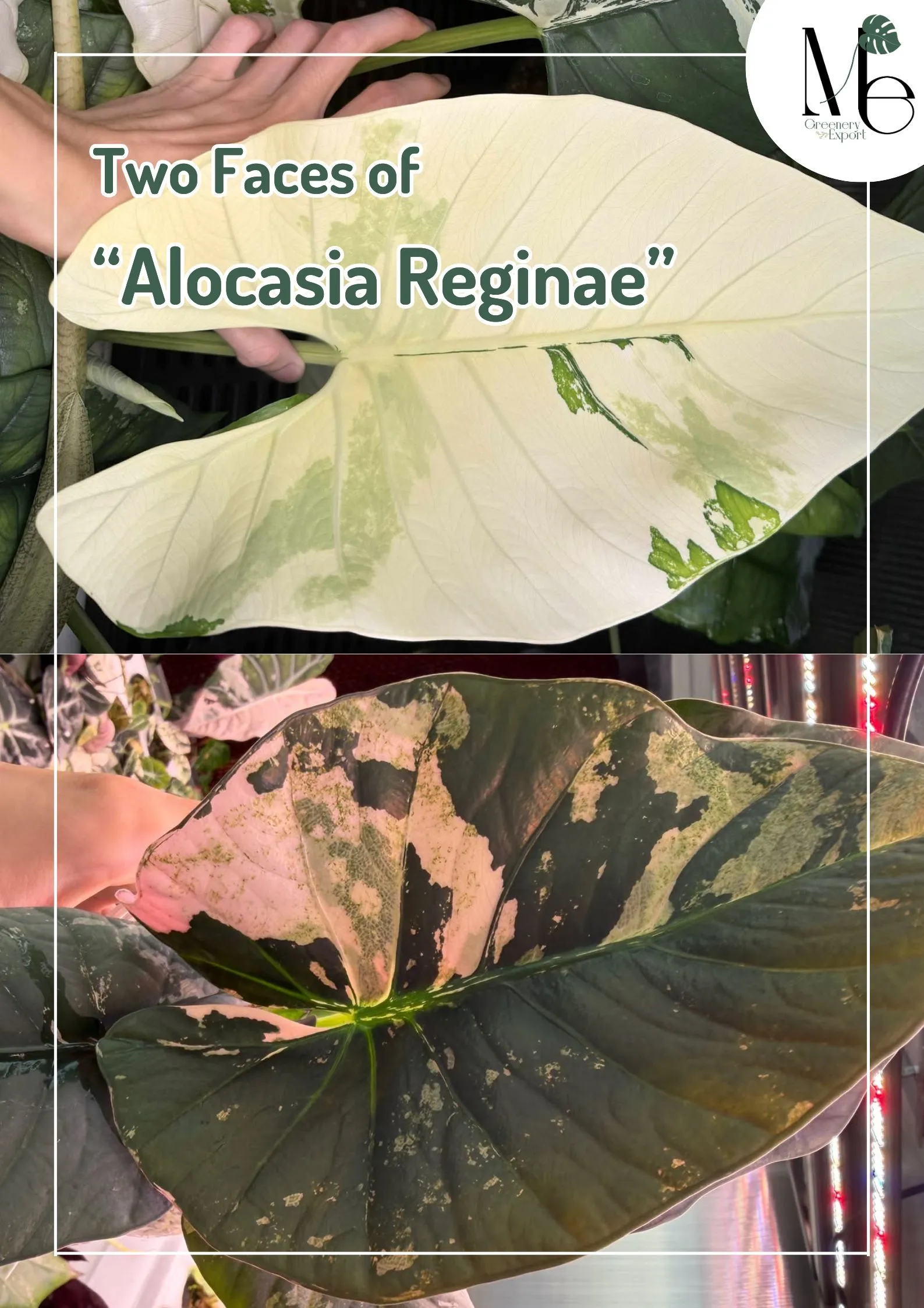 Two Faces of Alocasia Reginae 3 Artwork Blog cover 15 1 11zon