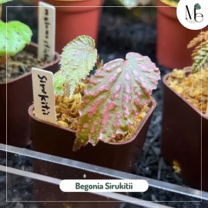 Meet Begonia Sirukitii: The Rainforest Jewel of Borneo 2 Begonia Sirukitii