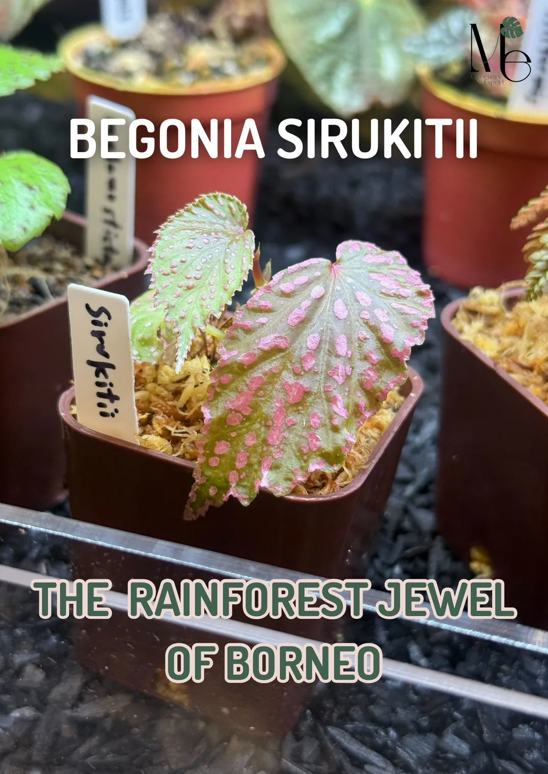Meet Begonia Sirukitii: The Rainforest Jewel of Borneo