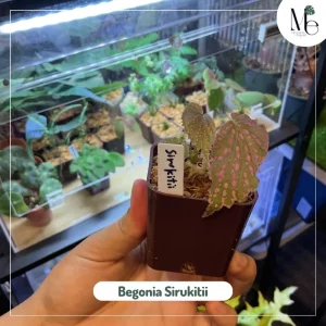 Meet Begonia Sirukitii: The Rainforest Jewel of Borneo 3 Begonia Sirukitii
