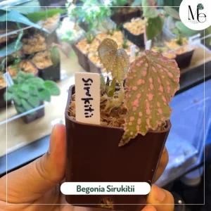Meet Begonia Sirukitii: The Rainforest Jewel of Borneo 5 Begonia sirukitii
