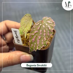 Meet Begonia Sirukitii: The Rainforest Jewel of Borneo 4 Begonia Sirukitii