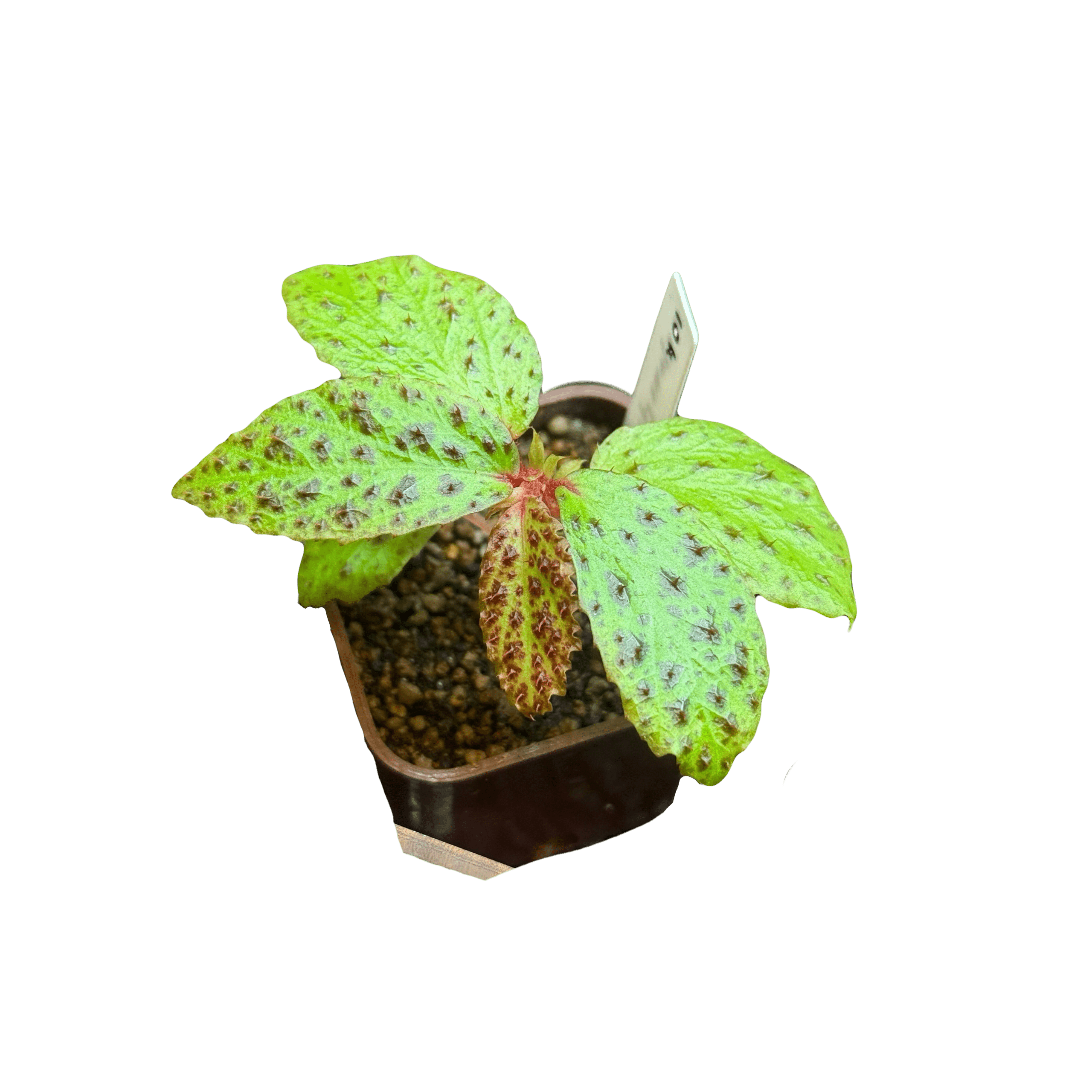 Begonia Melanosticta
