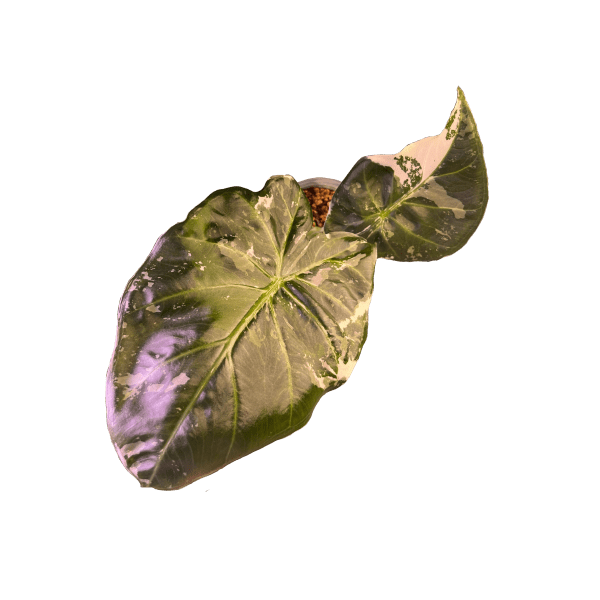 Alocasia Regal Shield Albo