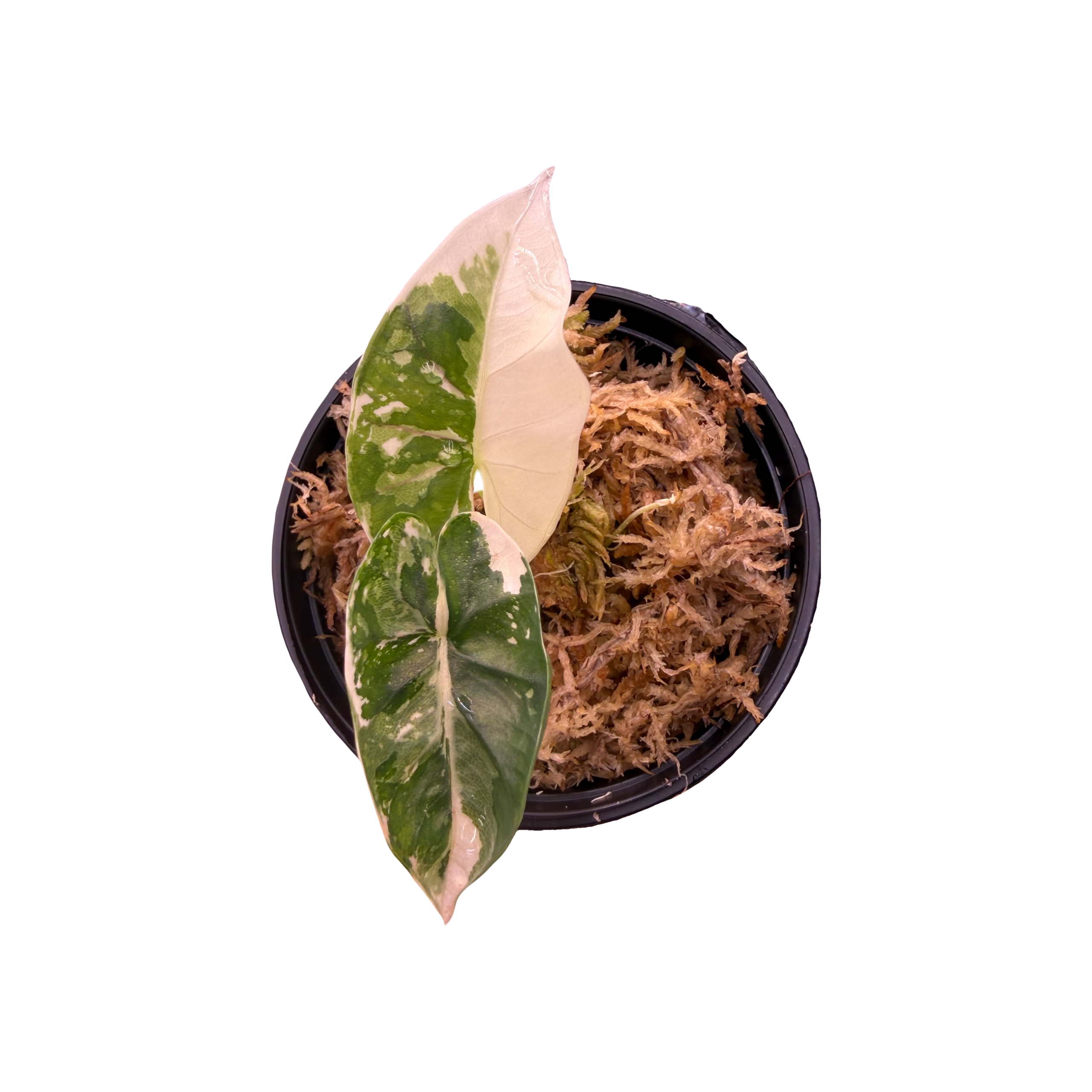 Alocasia Scabriuscula Pink Variegated