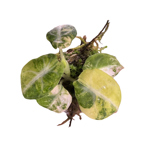 Alocasia Ninja Aurea
